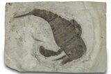 Eurypterus (Sea Scorpion) Fossil - New York #310238-1